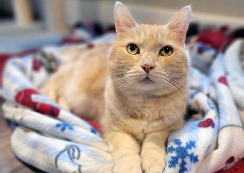 Carousel Slide 2: Cat veterinarians